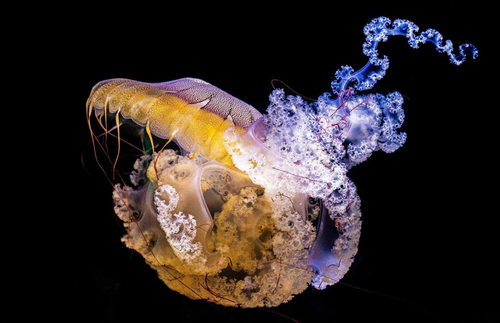 Bioluminescence at 2:1: The Rare Frontier of Glowing Macro Subjects